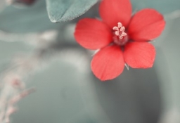 tapet personalizat tapet foto tapet living tapet dormitor 101