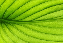 tapet personalizat tapet foto tapet living tapet dormitor 261