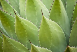 tapet personalizat tapet foto tapet living tapet dormitor 270