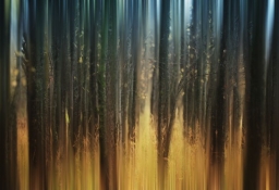 tapet personalizat tapet foto tapet living tapet dormitor 275