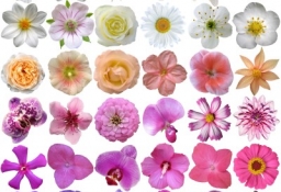 tapet personalizat tapet foto tapet living tapet dormitor 282