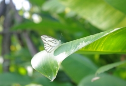 tapet personalizat tapet foto tapet living tapet dormitor 306