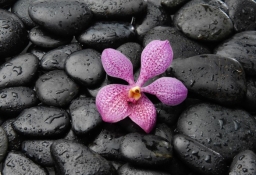 tapet personalizat tapet foto tapet living tapet dormitor 308