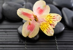 tapet personalizat tapet foto tapet living tapet dormitor 309