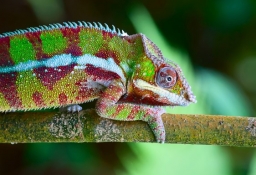 tapet personalizat tapet foto tapet living tapet dormitor 47