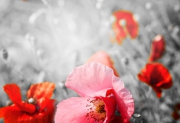 tapet personalizat tapet foto tapet living tapet dormitor 88