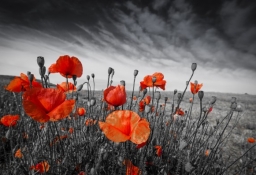 tapet personalizat tapet foto tapet living tapet dormitor 96